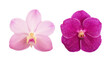 Orchids or vanda isolated on white background.