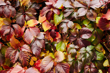 Wall Mural - Colorful background of fallen autumn leaves, red