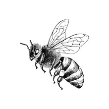Sketch Honey Bee Side View Vector Drawing.