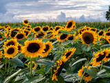 Fototapeta Kwiaty - Beautiful field with blooming sunflowers and cloudy blue sky