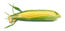 Head Of Corn With Leaves On A White Background, Organic Vegetable.