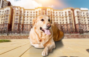 Wall Mural - Cute dog with heat stroke symptoms lying on the ground.