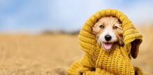 Banner Of A Cute Happy Smiling Funny Pet Dog Puppy As Wearing Warm Pullover Cloth. Cold Autumn, Fall, Winter, Flu Or Animal Clothing.