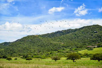 landscape with mountains and blue sky with black birds,Araruna,Paraíba,Brazil,brazilian trails,northeastern brazil, flight of birds,natural landscapes,many birds flyingtogether in the sky