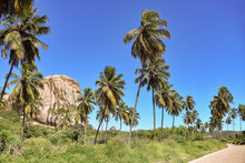 Landscape With Mountain And Coconut Trees In Brazilian Summer
