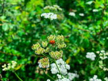Close Up Red Ladybug On A Branch Of White Yarrow Wildflowers With Blurred Green Background.