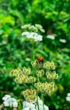 Ladybug On A Branch Of Wildflowers. Macro Shot. Blurred Background.