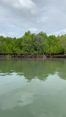 Sticker - Mangrove à Kho Lanta - Thaïlande