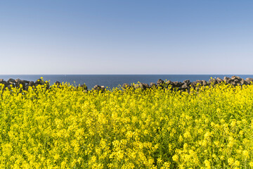 Wall Mural - 제주도 해안가의 유채꽃밭과 돌담