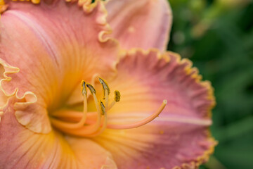 Wall Mural - a close-up of a flower. yellow, purples, and pink in one flower, how beautiful. from our garden in w
