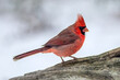 cardinal on a branch