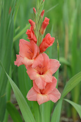 Wall Mural - gladiolus blossom in peach color tone.