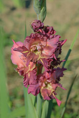 Wall Mural - gladiolus blossom in different bordeux and pink color tones.