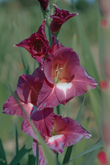 Wall Mural - dark gladiolus blossom in bordeux color tone.
