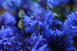 blurred floral background, bouquet of wild blue cornflowers 