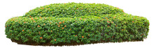 Green Hedge On White Background. PNG File.