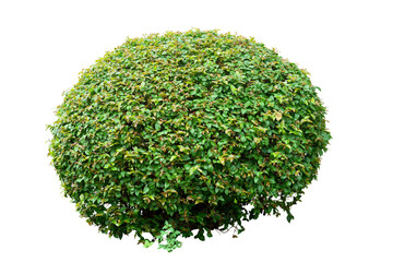 Wall Mural - Rounded ornamental tree isolated on white background. PNG file.