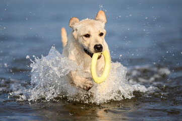 Sticker - labrador puppy running out of water with a ring toy at the sea