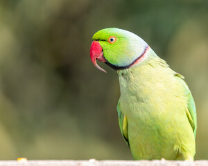 Wall Mural - A Rose Ringed Parakeet with extra ordinary beak