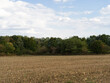 Dry, harvested field in front of a grove.