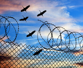Sandhill cranes fly over a broken prison fence and broken razor wire in a 3-d illustration about freedom and imprisonment.