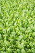 coltivazione di spinaci per la quarta gamma in serra