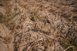 verdorrte kartoffelpflanzen auf vertrocknetem kartoffelfeld durch dürre