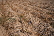 verdorrte kartoffelpflanzen auf vertrocknetem kartoffelfeld durch dürre