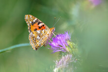 Painted Lady Butterfly, Vanessa Cardu, Feeding