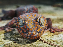Closeup Shot Of A Tokay Gecko Reptile Under Sunlight