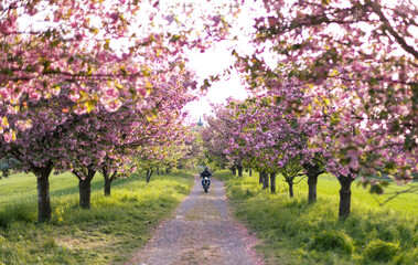 Motorbiker on the road in pink sakura (japanese cherry) alley. Lonely biker on a motorcycle on the romantic road