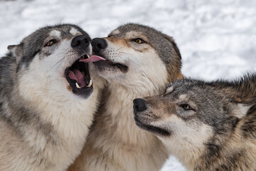 Wall Mural - Grey Wolves (Canis lupus) Come Together Licking and Sniffing Winter
