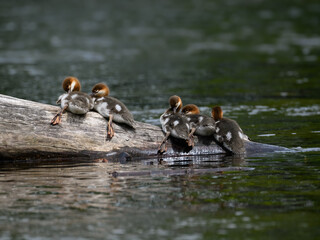 Wall Mural - Common Merganser  ducklings resting on log  in the river