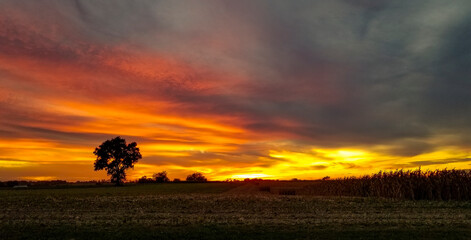 Wall Mural - A Beautiful Sunset, With a Single Tree Silhouetted in Farmlands, With the Red and Orange Sky