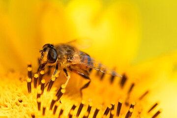 Wall Mural - Honey bee on a sunflower flower, close-up, selective focus.