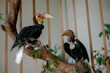 Beautiful Helmeted Hornbill In A Giant Cage