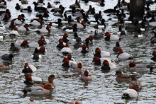 Mixed Flock Of Common Pochard And Other Ducks
