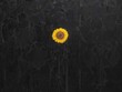 One yellow sunflower against a background of black ripe sunflowers.  Gloomy black field