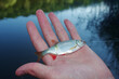 Small rudd in the fisherman's hand on the background of the river.
