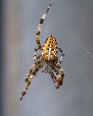 Wall Mural - Spider-cross sitting on its web. Close-up. Wild animals.