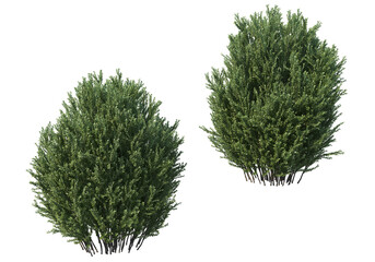 Sticker - Shrubs and bush on a transparent background
