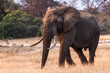 Male African Elephant Walking in the bush