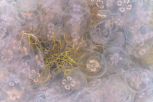 Many Small Jellyfish Aurelia Aurita In Baltic Sea
