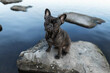 Young black french bulldog sitting on a rock with blue water