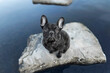 black Frenchy sitting on a rock with blue water