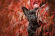 Black french Bulldog sitting in red leaves in autumn 