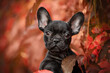 little black french bulldog looking into the camera sitting in red leaves 