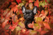 Frenchy Puppy sitting in red leaves