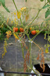Tomato green wilt disease, tomato plant wilt and die green in organic farming.