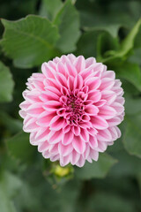 Wall Mural - dahlia blossom in light and dark pink color shades. plan view.